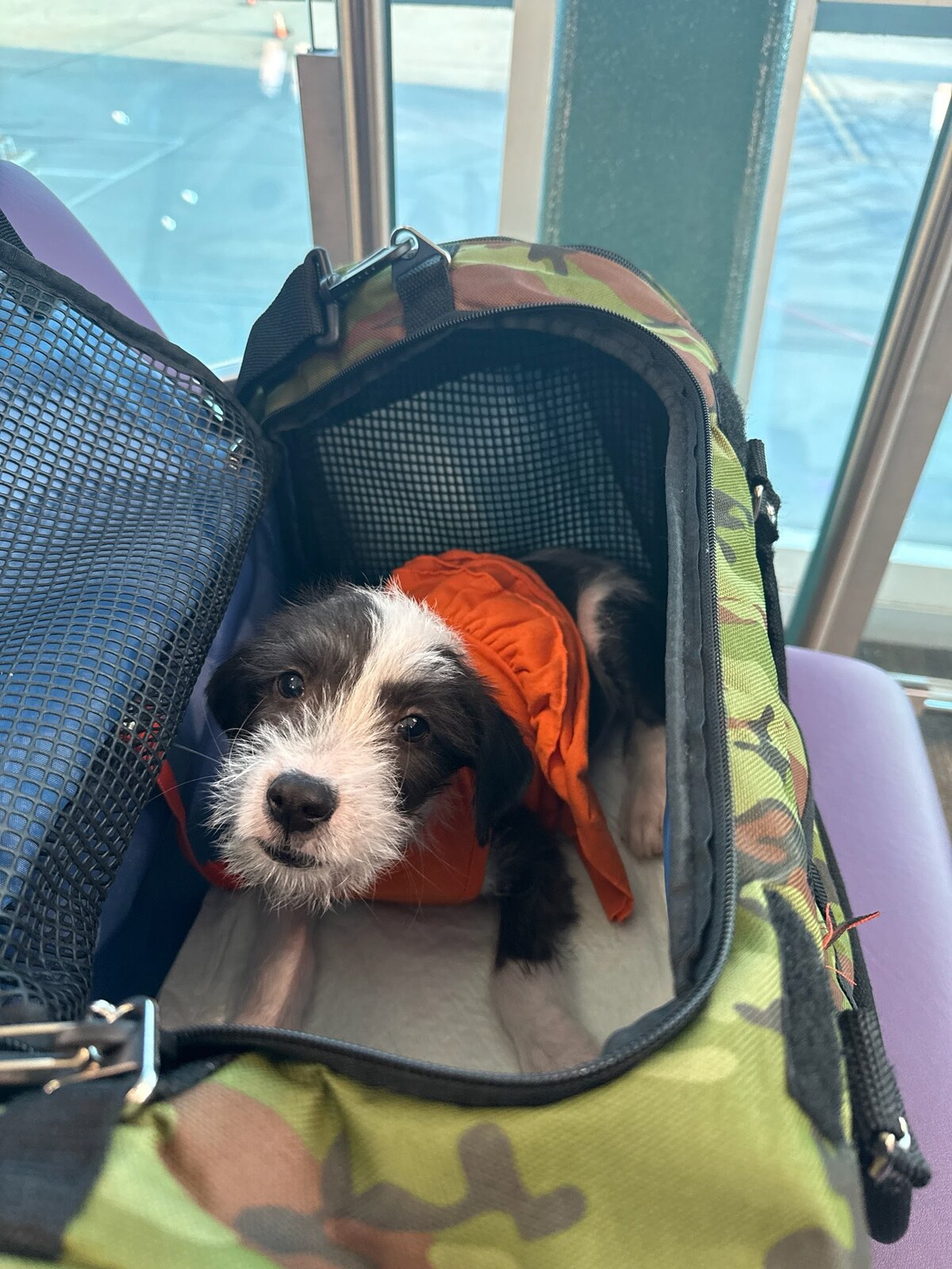 A puppy in a carrier at an airport