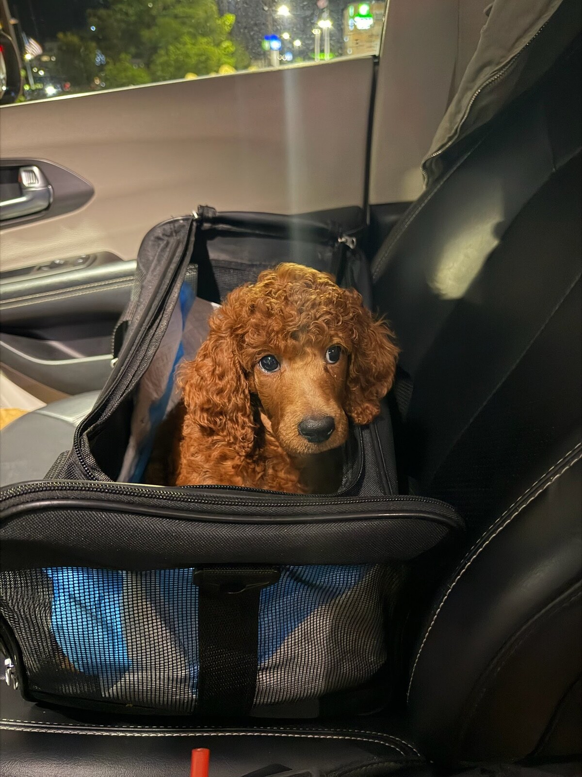 A puppy inside a soft carrier on a vehicle seat