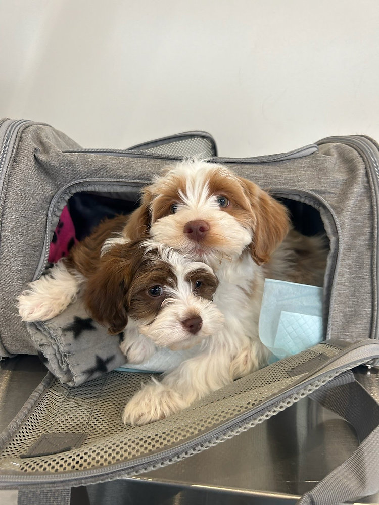 Can I Transport Multiple Pets at Once?