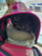 Cat resting calmly inside a secure travel carrier before a flight