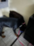 Two dogs eating from the same food bowl during ground transport, keeping their feeding schedule normal on the road