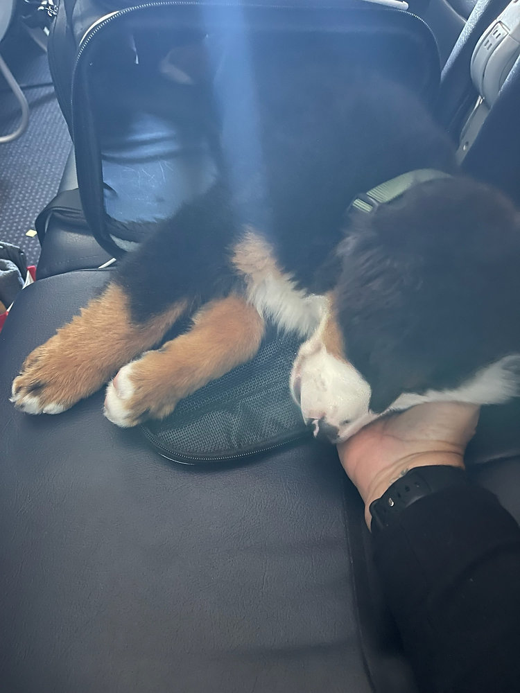 Do Pets Stay with their Flight Nanny During Layovers?