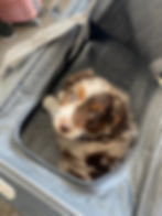 Puppy sitting in a carrier looking at the camera during long distance ground transport