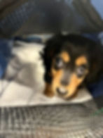 Small dog inside a mesh-sided pet carrier looking out during in-cabin air travel with a flight nanny.