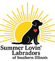 Summer Lovin Labradors