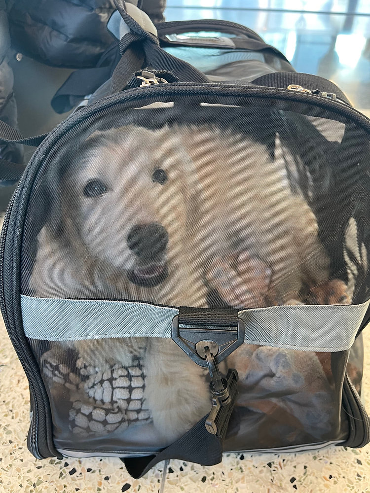 Airlines rules for In-Cabin Pet Transportation