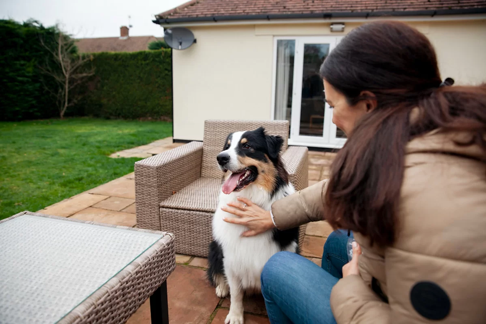 How To Have Stress Free Travel With your Pet