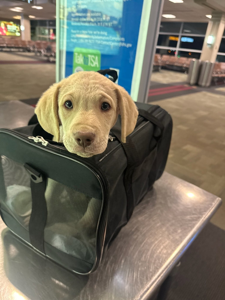 Is it safe to use a pet transporter for a pet across state lines?