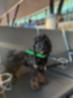 Cute puppy waiting in an airport terminal beside a travel carrier
