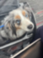 Small dog sitting in an open pet carrier on an airport terminal floor, looking at the flight nanny.
