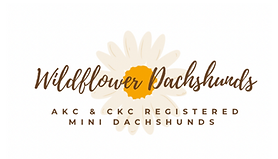 Wildflower Dachshunds