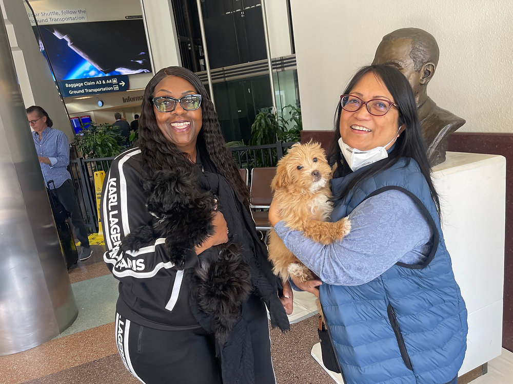Guide to Multiple-Pet Transportation