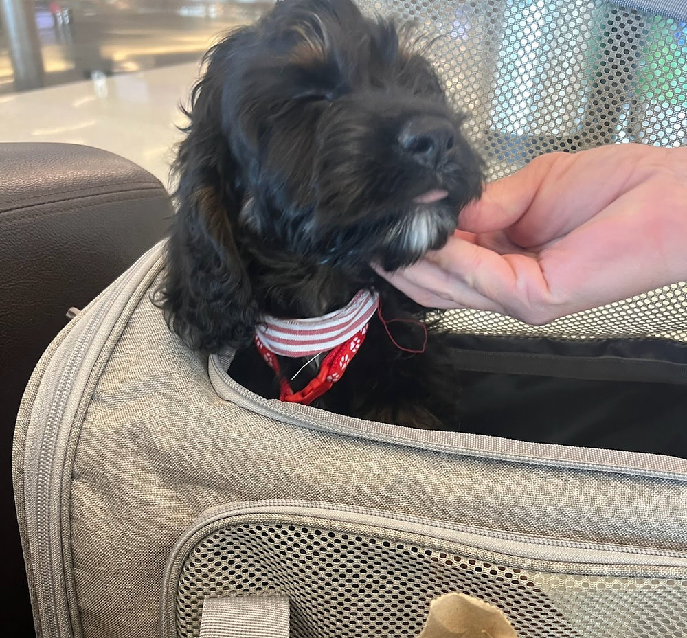 How to Prepare My Pet for Long-Distance Travel?