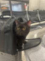 Flight nanny preparing a cat carrier with potty pads before air travel