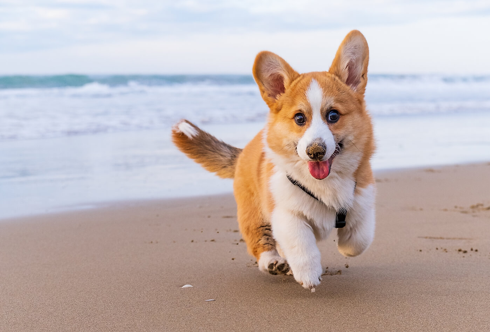 Pet-Friendly Beaches: Sandy Paws and Salty Kisses
