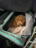 Puppy in a soft-sided carrier flying in-cabin with a professional flight nanny on a commercial airline.