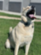 Smiling dog enjoying a break during ground transport, standing on grass near a parked vehicle