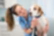 "A caring veterinarian examining a dog, symbolizing the commitment to providing excellent veterinary care for pets.