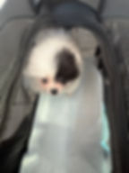 Small puppy in a soft-sided pet carrier under the seat, following airline rules for in-cabin travel instead of sitting on a passenger’s lap