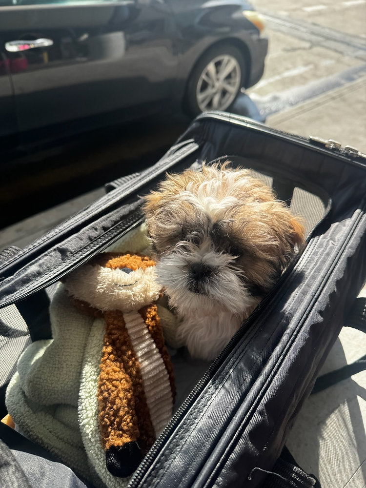 Is It Okay for a Puppy to Fly Without Toys?