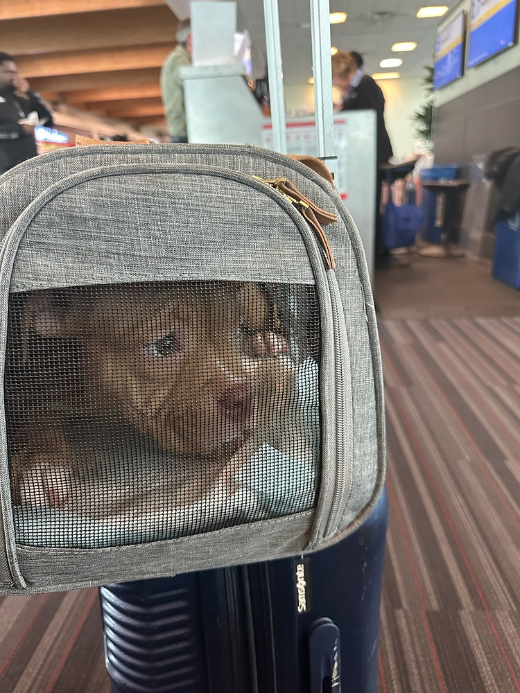 What Happens If My Pet Has an Accident on the Plane?