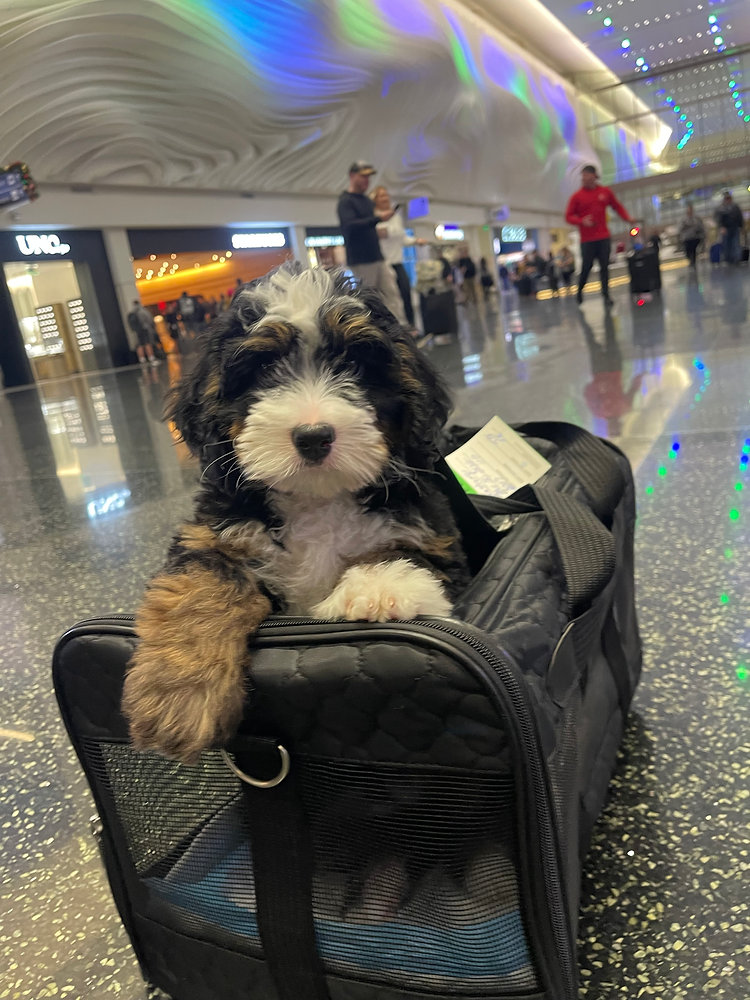 How Early Should I Book Pet Transport Services?