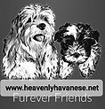 Heavenly Havanese