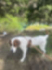 Dog walking outside in nature to get exercise before and after traveling with your pet, stretching its legs during transport.