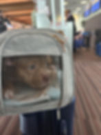 Puppy in an airline carrier at the airport terminal, prepared in case of a pet accident on the plane.