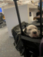 Puppy sleeping in carrier at airport, used in blog about how do I know if my pet fits in the carrier