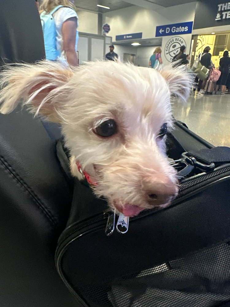 What Happens During the Pet Transport Layover Process?