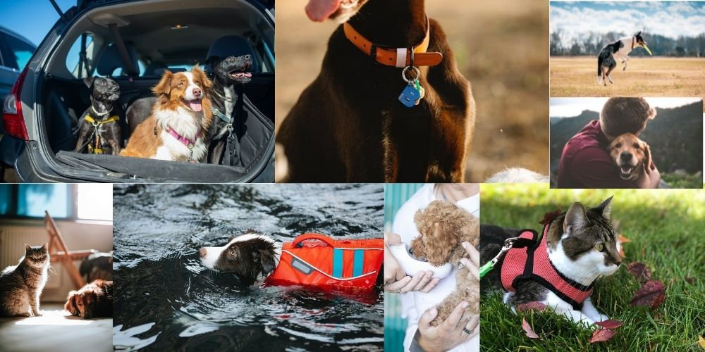 Paws and Play: The Best Pet Travel Accessories for a Seamless Journey