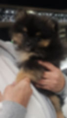 Small puppy being held by a transporter outside an airport before a red-eye flight at night