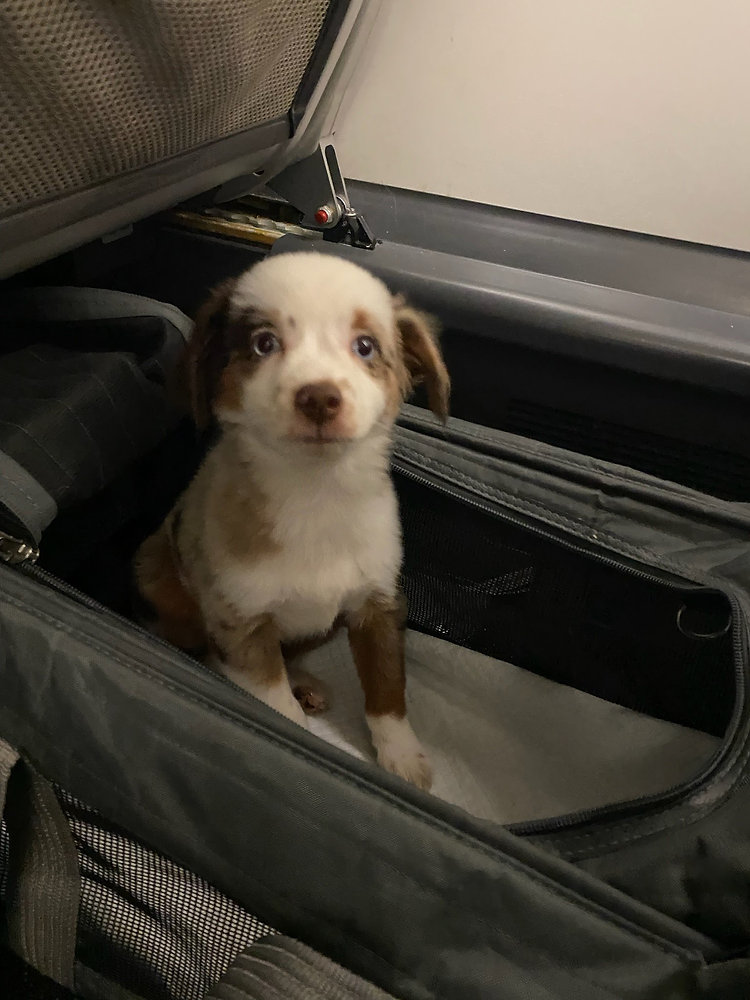Can I Fly My Pet Without Being There?