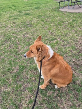 Can I Track My Pet in Real-Time During Ground Transport?
