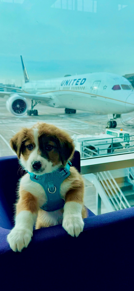 The Most Common Misconceptions About Pet Transport—Debunked