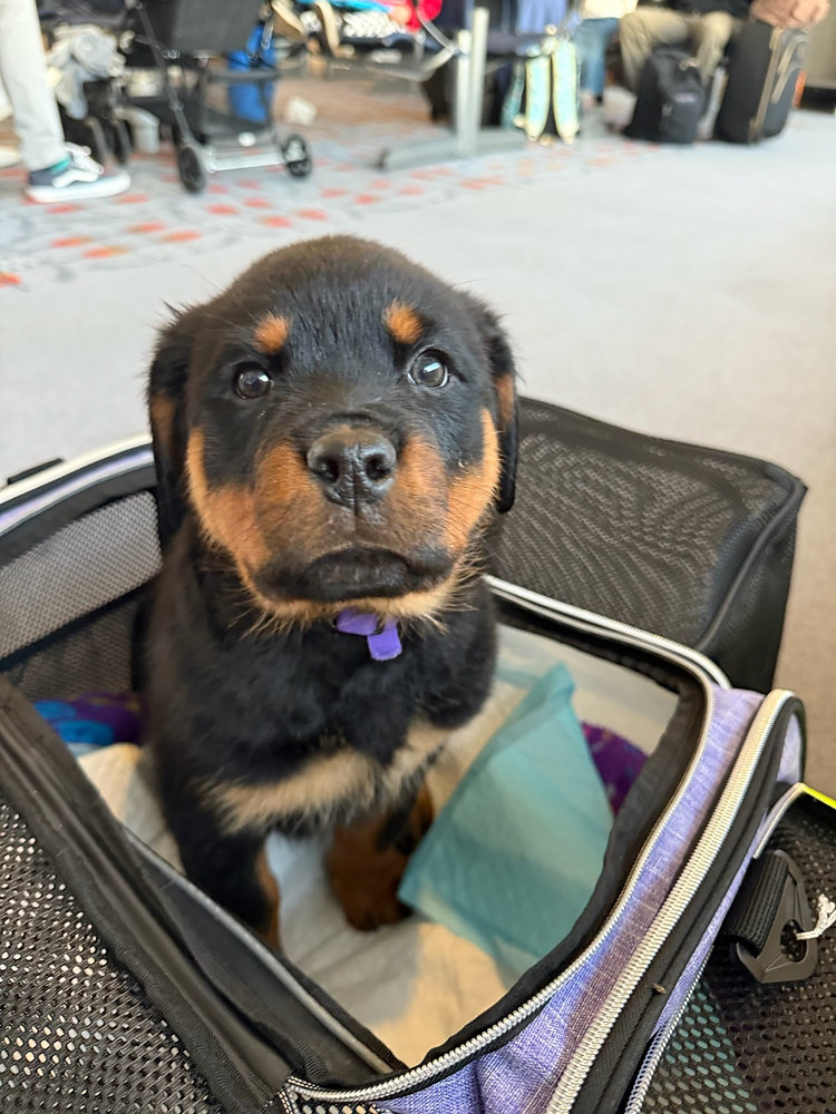 pet potty breaks on flights