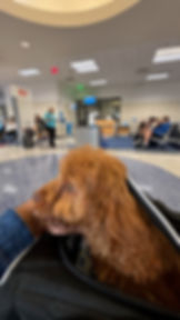 Small puppy resting on a pet nanny’s lap while waiting in an airport terminal before a flight
