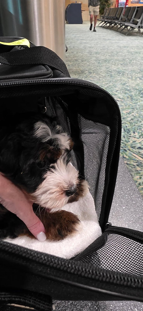 Can Pets Nap Safely in their Carrier During Flights?
