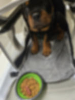 Puppy in soft-sided travel carrier before flight, calm and ready to fly.