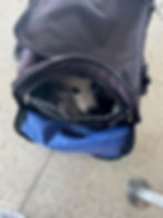 Puppy resting inside a soft-sided pet carrier on the floor of an airport terminal before boarding a flight with a flight nanny