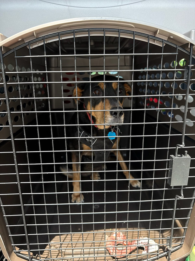 Can I Send a Pet with a Ground Transporter?