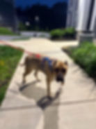 Dog on a nighttime potty walk during overnight ground transport break