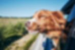 Graphic featuring 'Stress-Free Pet Travel' text, providing insights and guidance for a smooth and enjoyable journey with your furry companion