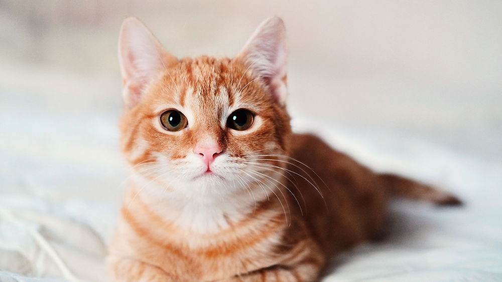 Transform Your Home: Essential Tips for Adopting the Cat