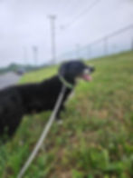 Dog taking a walk after a ground transport break to stay comfortable and healthy on a long trip
