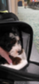 Puppy sitting awake inside a travel carrier at an airport terminal