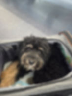 Dog in carrier at airport drop-off, timed arrival planned for how early to arrive at airport with pet.