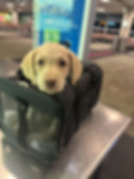 Puppy poking head out of carrier as a gate agent prepares to check inside before boarding