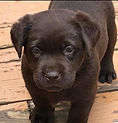 Bellvale Labradors